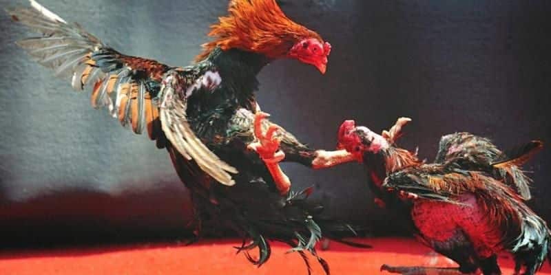 Giao diện đặt cược mượt mà tại Đá Gà Hi88